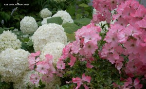 Rose 'Coral Flower Carpet' - blossom 1